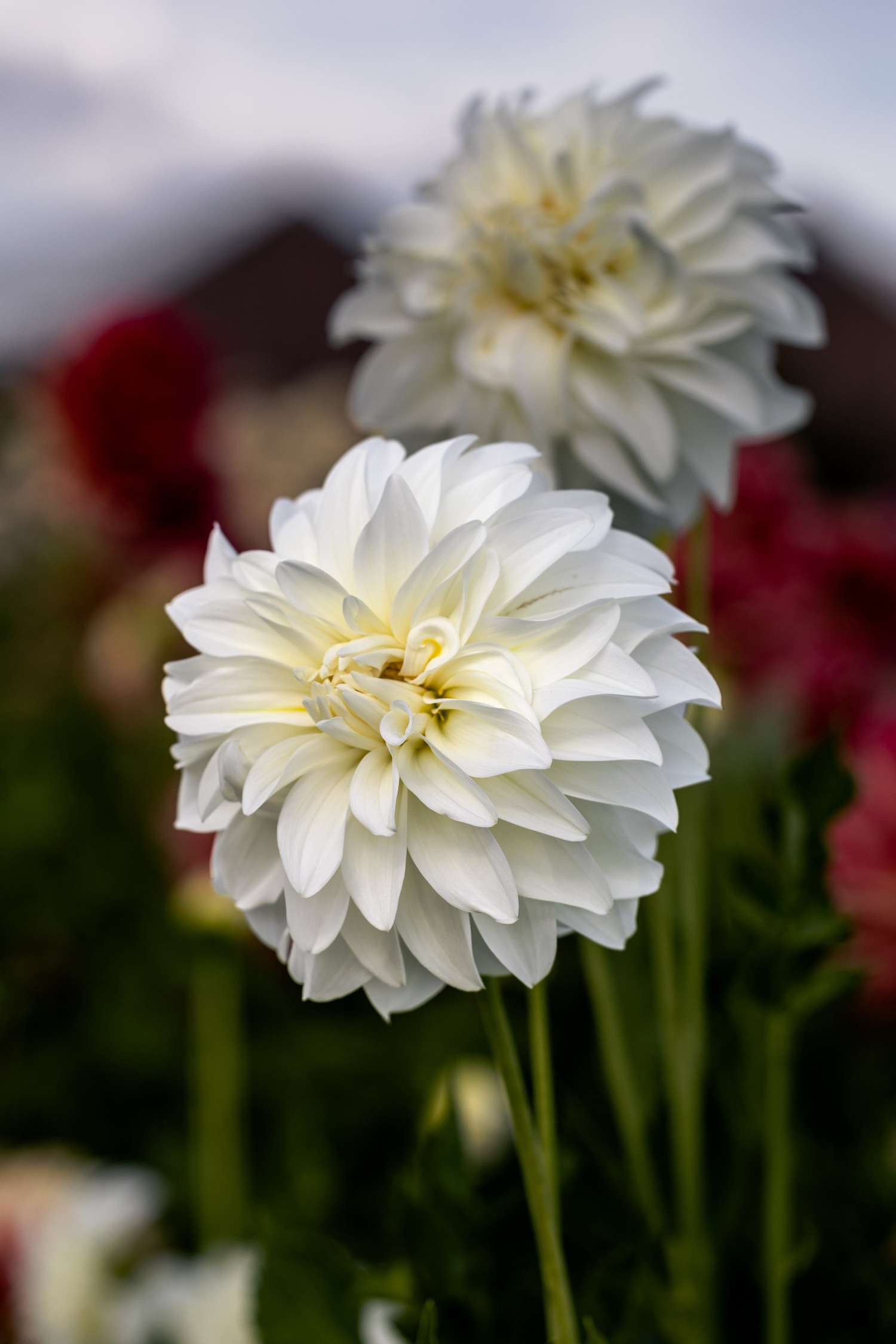 Daalia 'Lady Liberty'